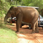 13. Yala National Park