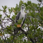 14. Langkawi Kilim Geoforest Park