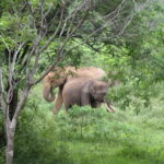 7. Minneriya National Park