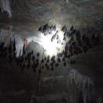 13. Langkawi - Bat Cave